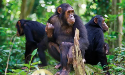 Home gorilla families