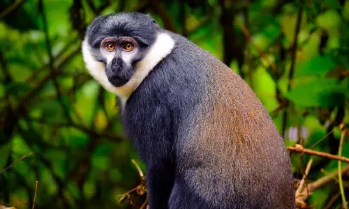 3 Days Nyungwe Primates Tour-rwanda