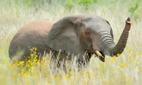 6 Days Akagera Wild Tour-elephant