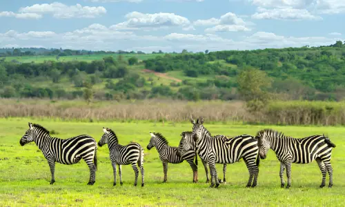 6 Days Akagera Wild Tour-zebras