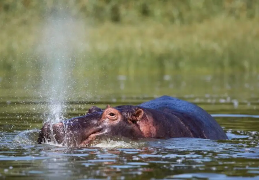 6 Days Volcanoes and Akagera Safari