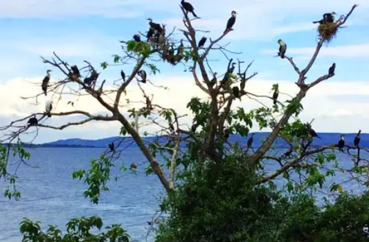 Lake tours and birding