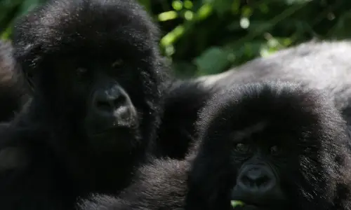 Uganda-gorilla-safari.webp