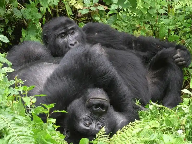 Bwindi Gorilla Trekking Tour