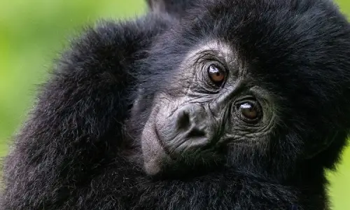 gorilla safaris rwanda