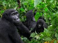 Habinyanja Gorilla Family