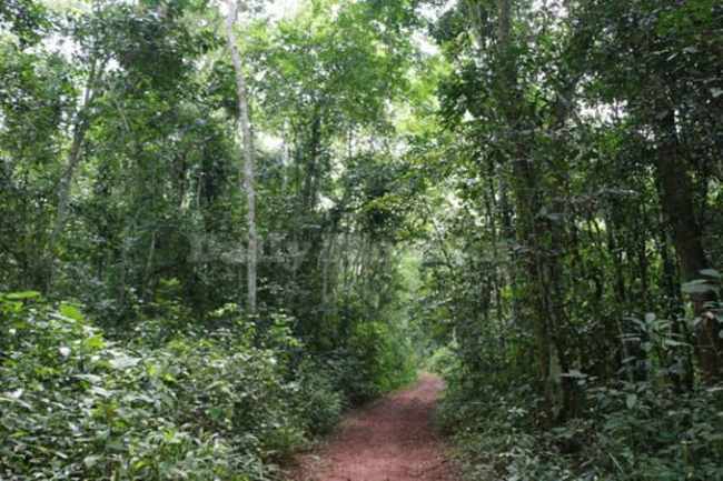 Lutoboka and Bunjazi Forest Reserves