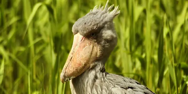 1 Day Shoebill Tracking in Mabamba Swamp