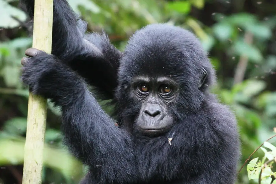 Mgahinga Gorilla Safari