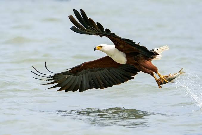 African Fish Eagle Uganda