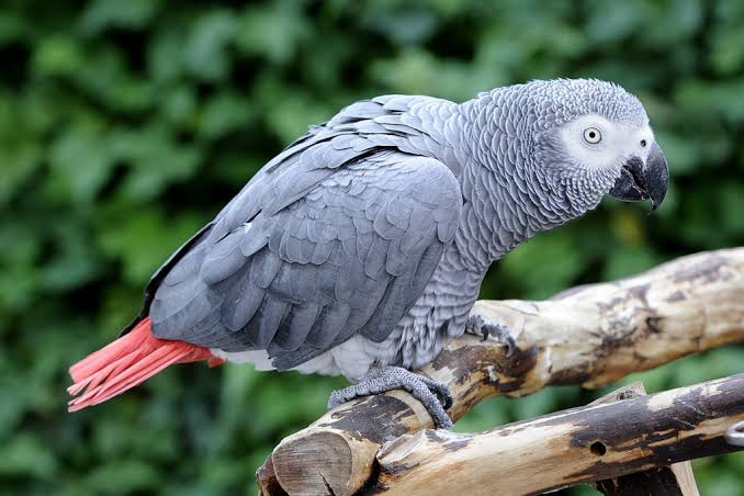 African Grey Parrot Uganda
