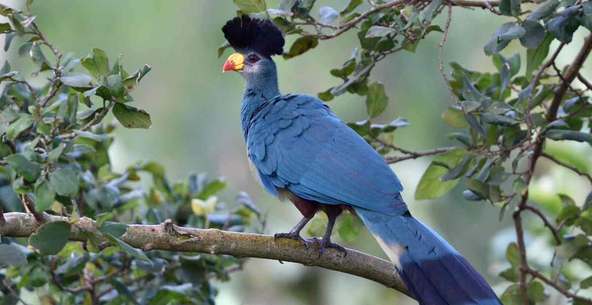 Great Blue Turaco Uganda