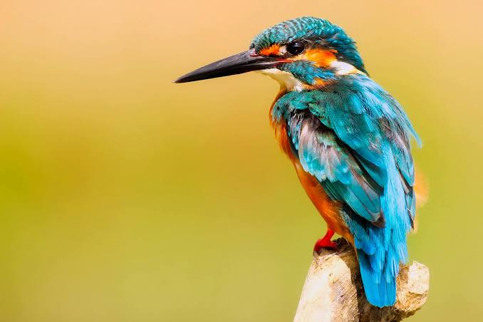 Malachite Kingfisher Uganda