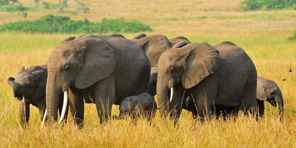 Queen Elizabeth Wildlife Safari